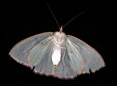 Eucyclodes metaspila