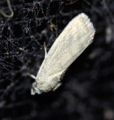 Earias paralella