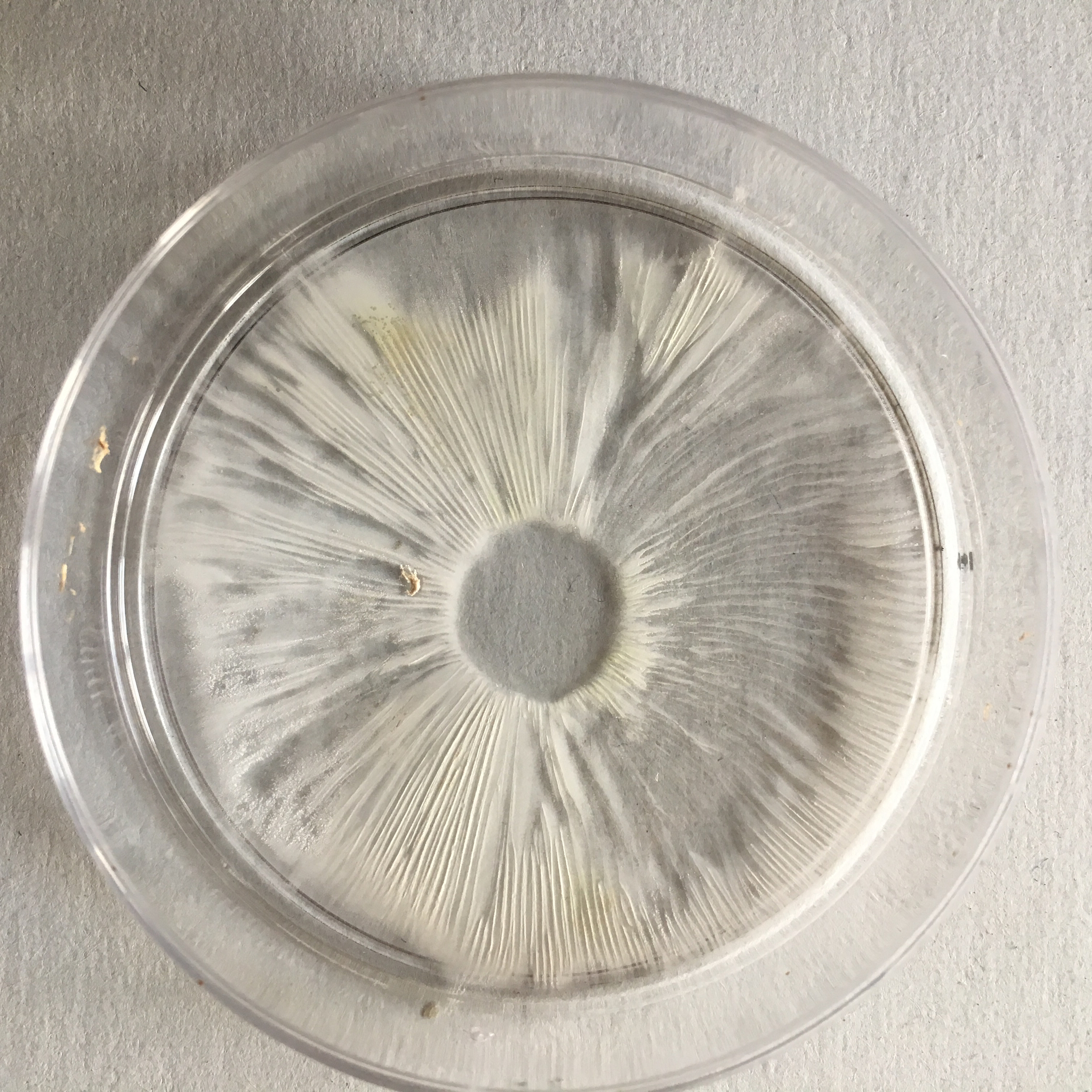 Leucoagaricus barssii image