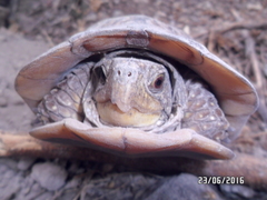 Terrapene nelsoni klauberi