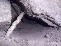 Terrapene nelsoni klauberi