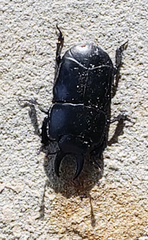 Hololepta