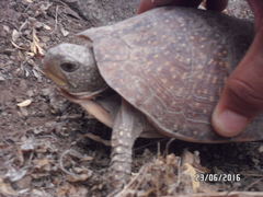 Terrapene nelsoni klauberi