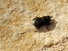 Hololepta