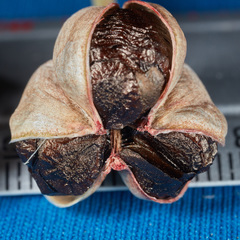Habranthus cardenasianus