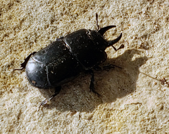 Hololepta