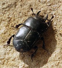 Hololepta