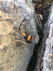 Urocerus flavicornis