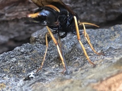 Urocerus flavicornis