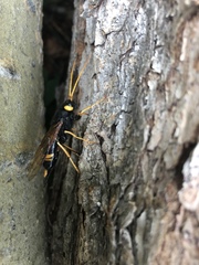 Urocerus flavicornis