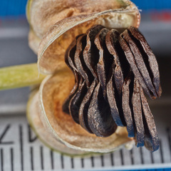 Habranthus cardenasianus