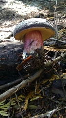 Xerocomellus atropurpureus