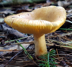 Russula pectinatoides