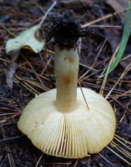 Russula pectinatoides