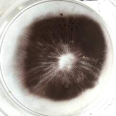 Psilocybe ovoideocystidiata