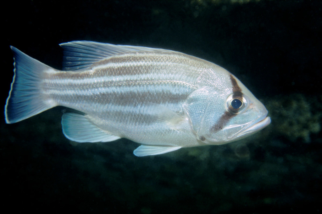Dhufish