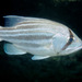 West Australian Dhufish - Photo (c) Erik Schlogl, some rights reserved (CC BY-NC), uploaded by Erik Schlogl
