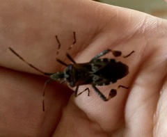 Leptoglossus occidentalis