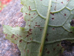 Puccinia laschii