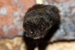 Barbastella barbastellus