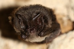 Barbastella barbastellus