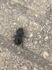 Pasimachus californicus