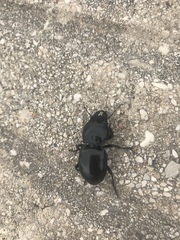 Pasimachus californicus