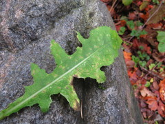Puccinia laschii
