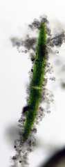 Closterium acerosum