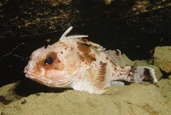 Neosebastes bougainvillii