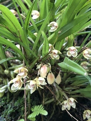 Koellensteinia