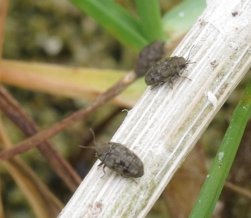 Limnichidae