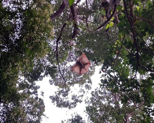 Galeopterus variegatus