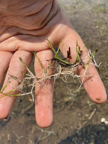 Slender watermilfoil (Myriophyllum tenellum)