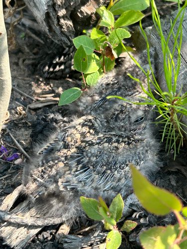 Common Nighthawk