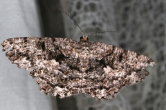 Hypomecis externaria