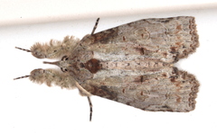 Iscadia poliochroa