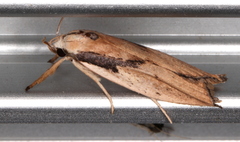 Pilostibes basivitta