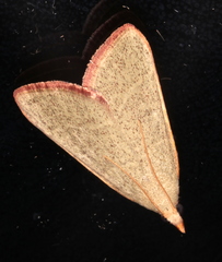 Hypsopygia albidalis