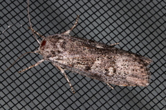Cryptophasa irrorata