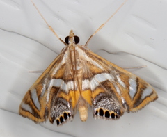 Margarosticha euprepialis