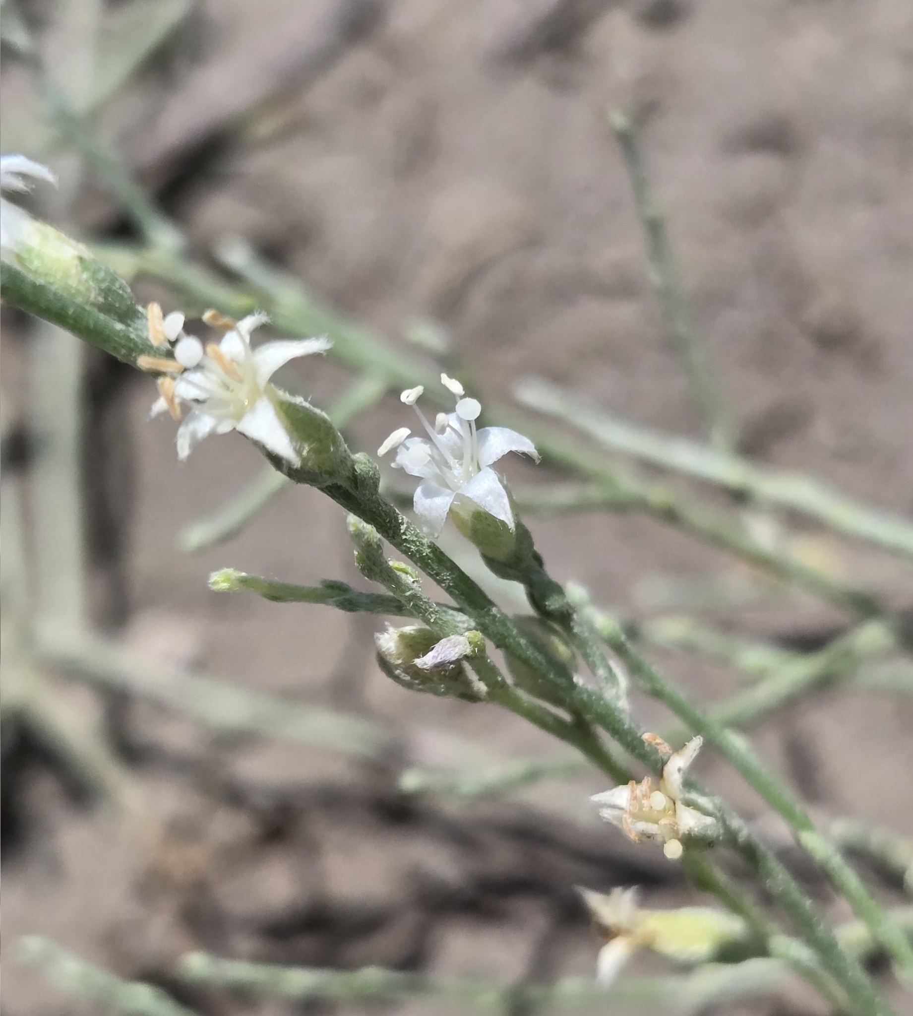 Cressa nudicaulis