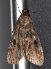 Araeomorpha diplopa