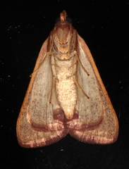 Hypsopygia albidalis