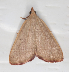 Hypsopygia albidalis