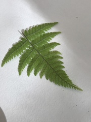 Dryopteris intermedia