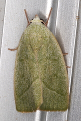 Earias subviridis