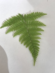Dryopteris intermedia