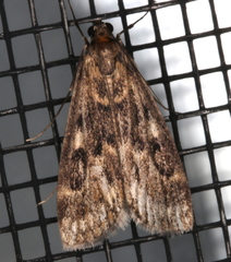 Araeomorpha diplopa