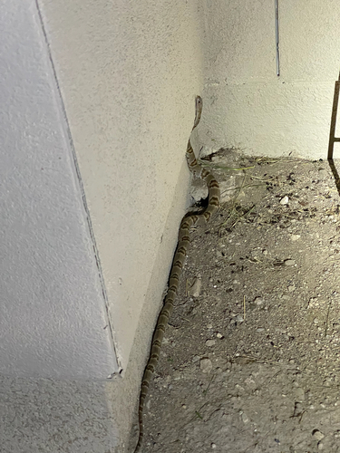 Texas Lyre Snake